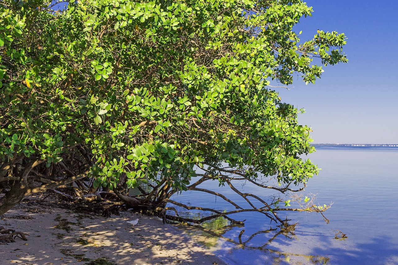 beach clean up and mangrove trimming